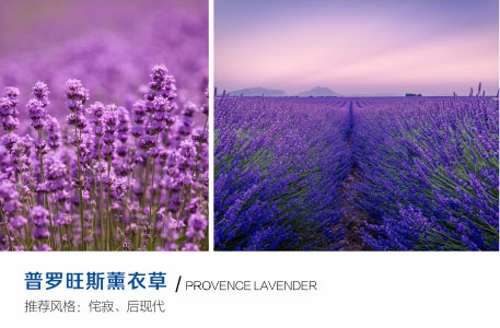 普罗旺斯薰衣草